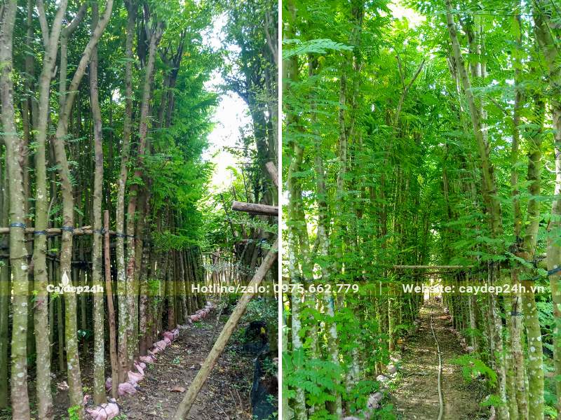 Dâm ủ cây hoa Muồng Hoa Đào thành vườn lớn