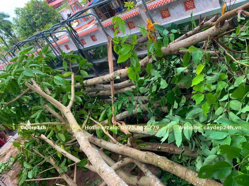 Xếp từng cây Muồng Hoàng Yến đk gốc 15cm lên thùng xe tải