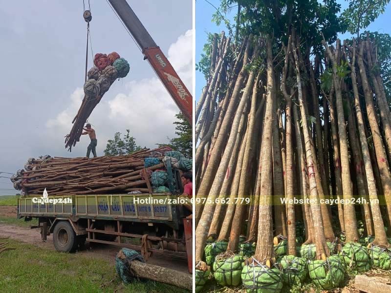 Cẩu cây Nhạc Ngựa công trình đường kính gốc 15 - 20cm lên xe