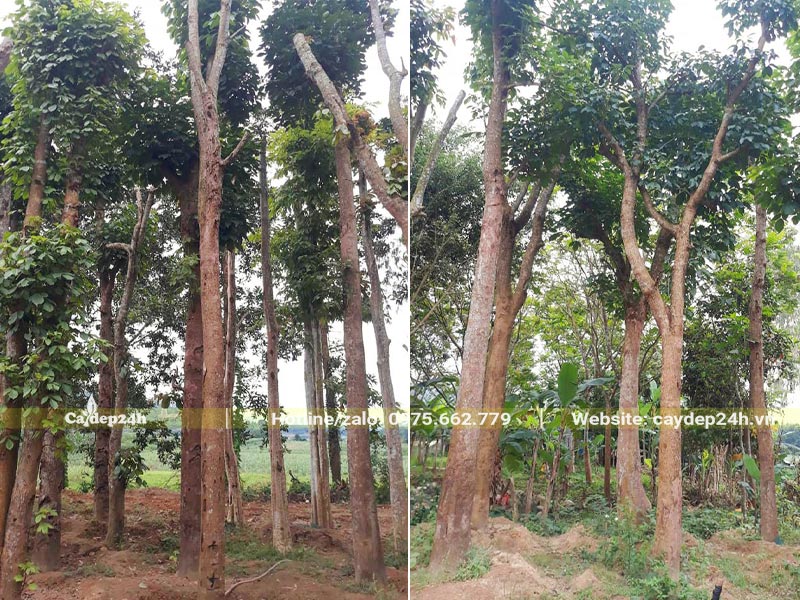 Vườn cây Nhội cao hơn 5m đã dâm ủ lâu năm