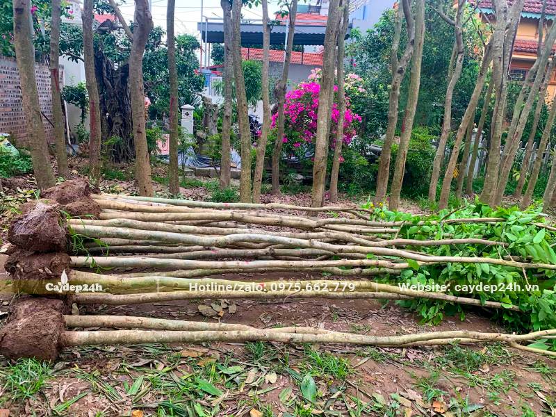 Chọn hơn 20 cây Muồng Hoàng Yến đường kính gốc 15cm cao 4m, đã dâm ủ, sạch sâu bệnh