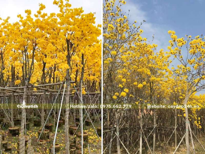 Vườn dâm ủ cây Phong Linh công trình đang nở hoa rực rỡ