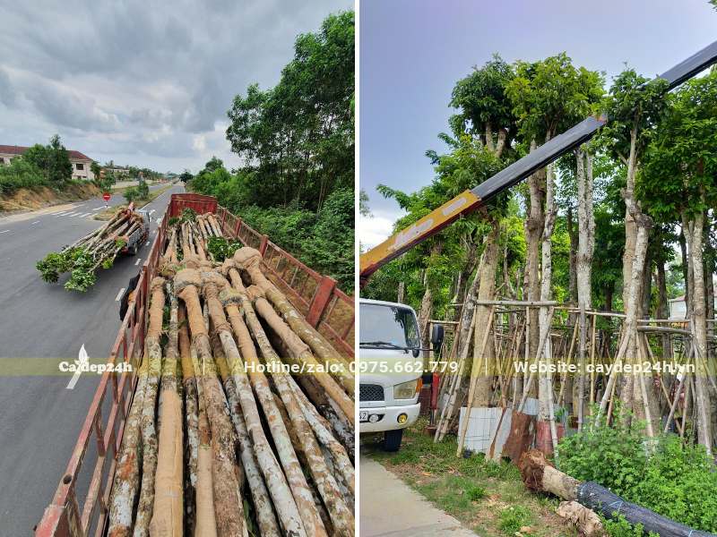 Cẩu cây Sang công trình đường kính gốc 20 - 25cm lên thùng xe rơ-mooc