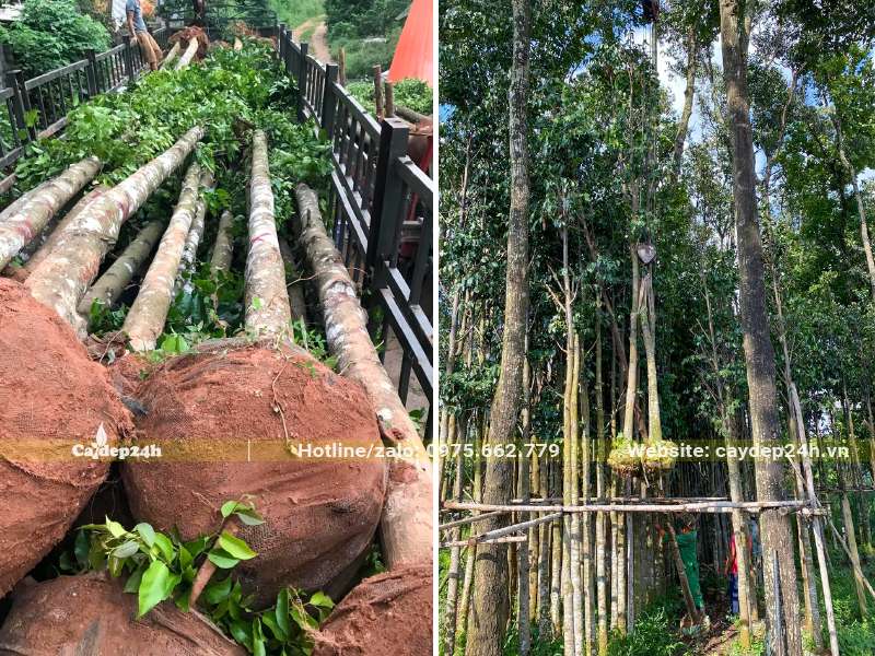 Cẩu cây Sao Đen công trình cao hơn 5m lên xe