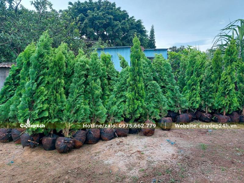 Khoảng 30 cây Trắc Bách Diệp cao 2 - 3m đã bứng bầu