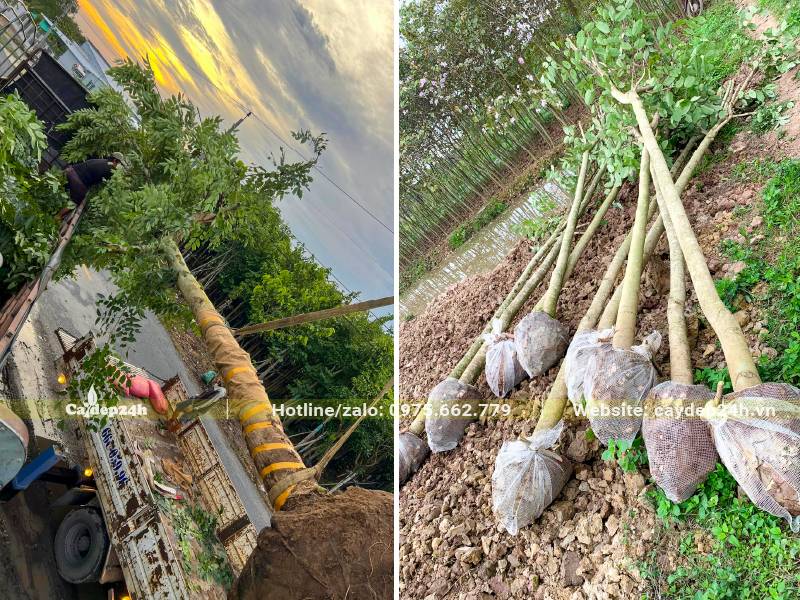 Bứng cây trồng nhà máy kích thước lớn, đường kính gốc từ 5 - 20cm