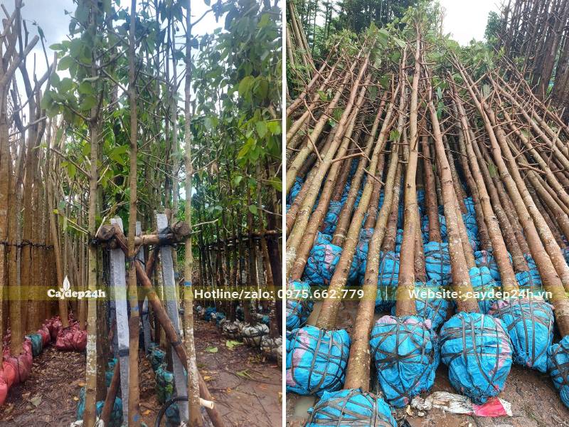 Vườn dâm ủ cây Dầu Rái công trình cao lớn để trồng vỉa hè