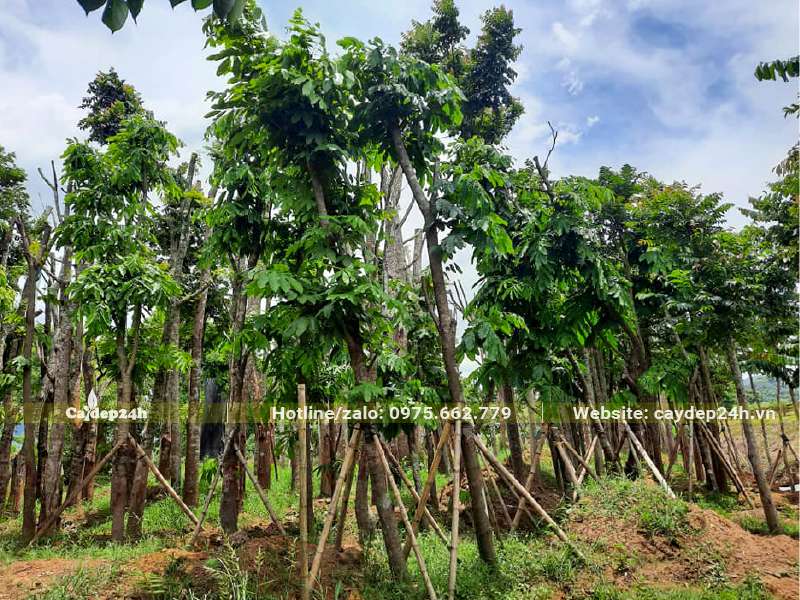 Cây Vàng Anh lâu năm đã dâm ủ kỹ, đường kính gốc khoảng 15cm