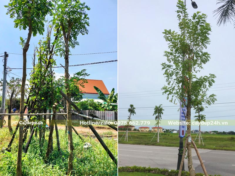 Mua cây Đỗ Mai dâm ủ trồng đường phố