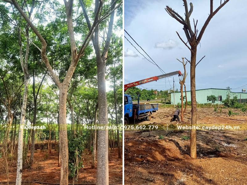 Bán và thi công trồng cây Me Tây lâu năm