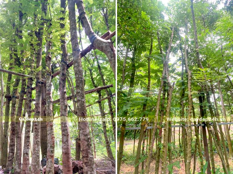 Dâm ủ cây Bọ Cạp Hồng đường kính gốc 5 - 15cm