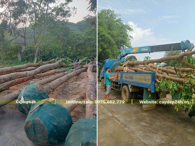 Đang xếp cây Nhội công trình đường kính gốc 20cm lên xe