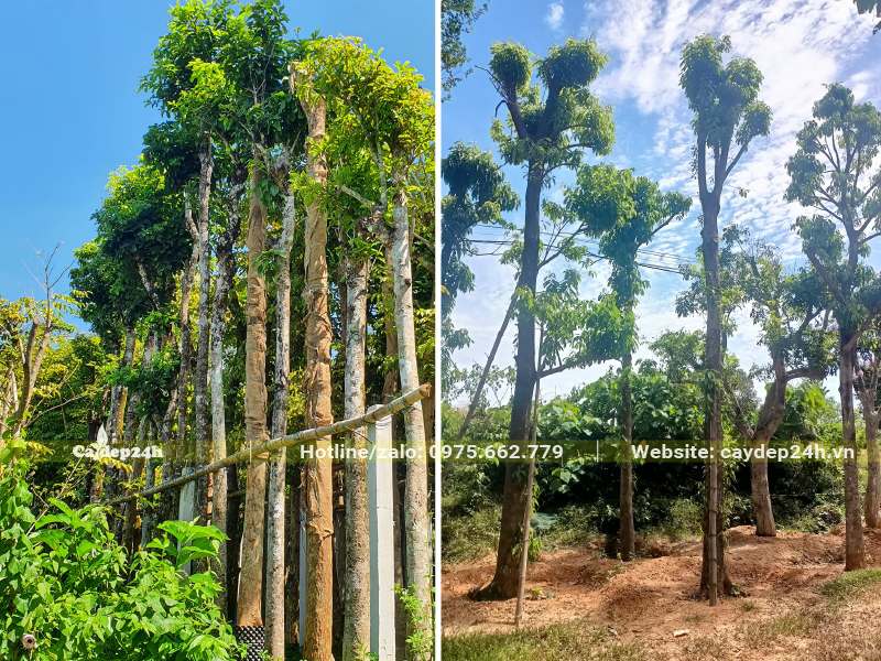 Vườn dâm ủ cây Sang công trình cao lớn, đk thân 15 - 20cm