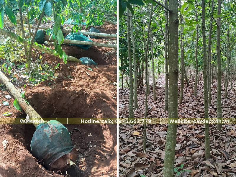 Bứng bầu số lượng lớn cây Dầu Rái đường kính gốc 10cm