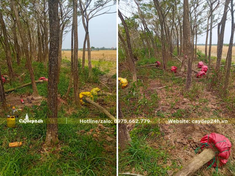 Bứng cây Me Tây đk gốc 28 - 20cm