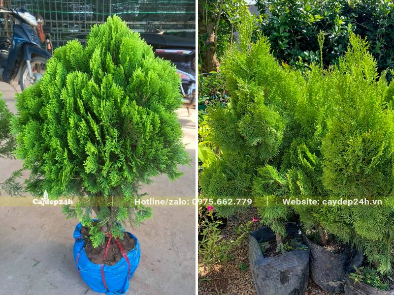 Cây Trắc Bách Diệp nhỏ chiều cao 70 - 100cm