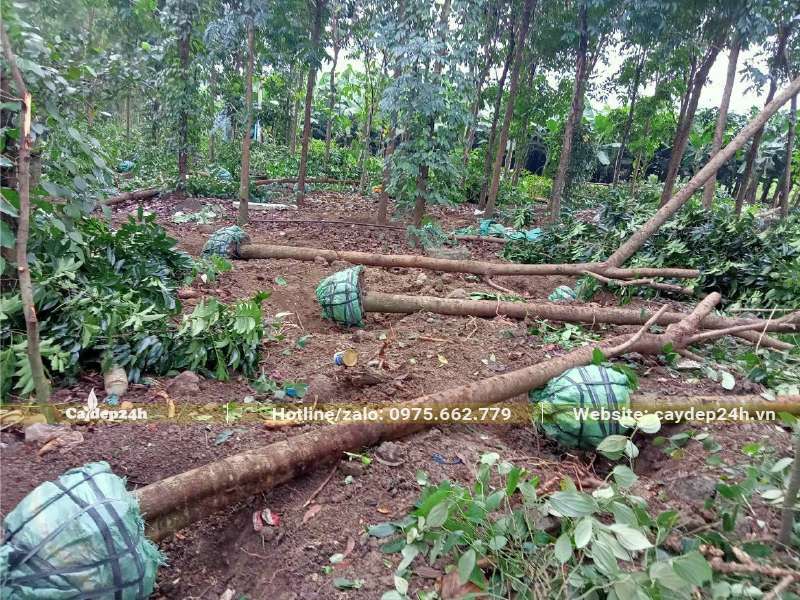 Cây đang bứng được hạ xuống đất và bó bầu cẩn thận