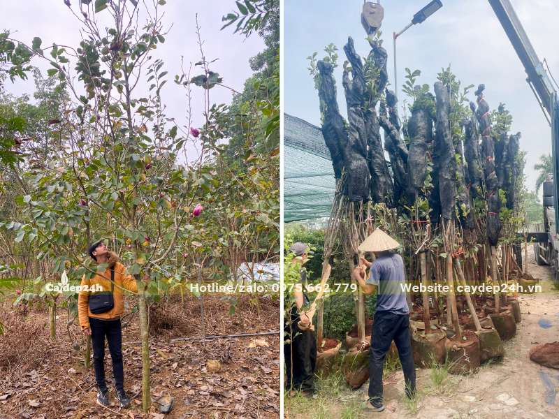 Cây hoa Mộc Lan lâu năm, đường kính gốc >10cm có sẵn cả hàng đánh thẳng và dâm ủ