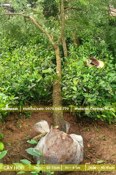 Cây hoa Hòe mới bứng bầu, đường kính gốc 10 - 15cm