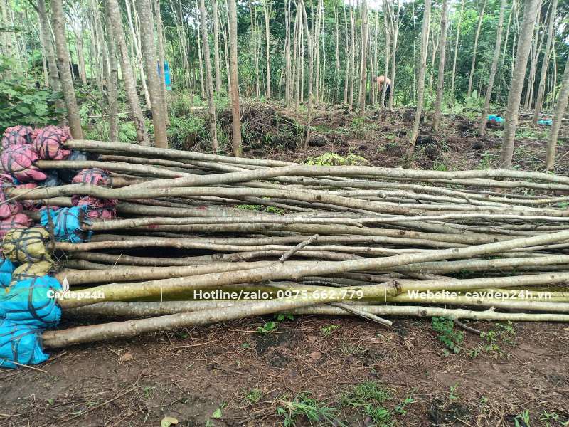 Bứng bầu, tỉa tay cành cây Lim Xẹt đường kính gốc 8cm