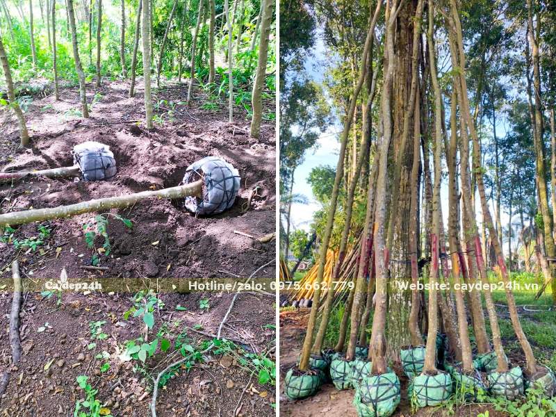 Bứng và bó bầu số lượng lớn Muồng Hoa Đào đường kính 10cm