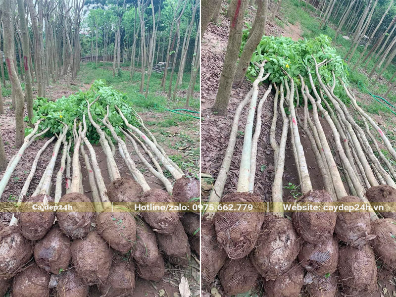 Bứng hàng chục cây Muồng Hoàng Yến dâm ủ đường kính gốc 5 - 10cm