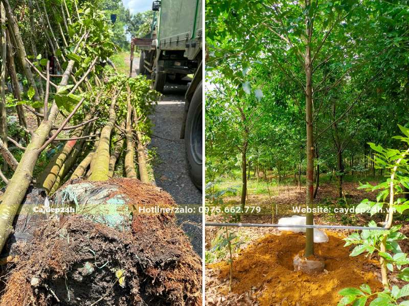 Cây Sao Đen dâm ủ đk gốc 15cm và cây bứng nóng đk gốc 10cm