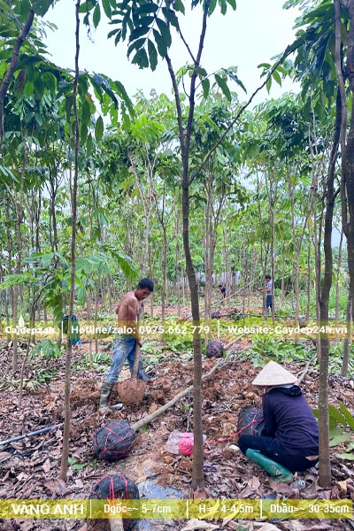 Công nhân đang bứng nóng cây Vàng Anh đk gốc 5cm