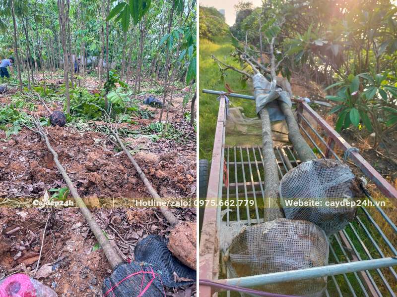 Bứng cây Vàng Anh đường kính gốc 8 - 12cm, chiều cao từ 5 - 6m