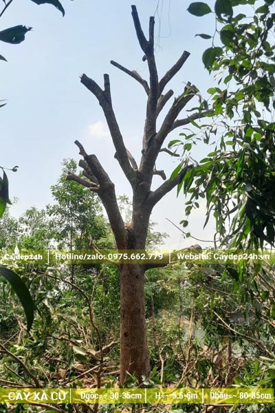 Tiến hành bứng bầu cây Xà Cừ đường kính gốc 30cm sau khi đốn hết cành lá