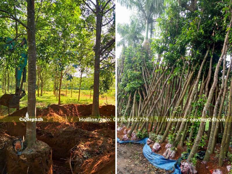 Bứng thẳng cây sao đen và cây dâm ủ đường kính gốc từ 8cm