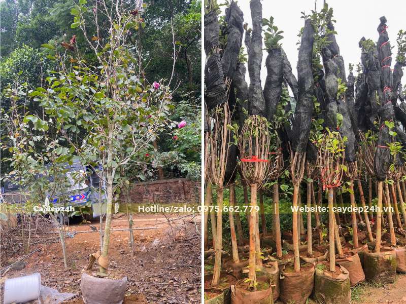 Bó cành lá bằng dây và lưới để đảm bảo không bị gãy dập khi vận chuyển