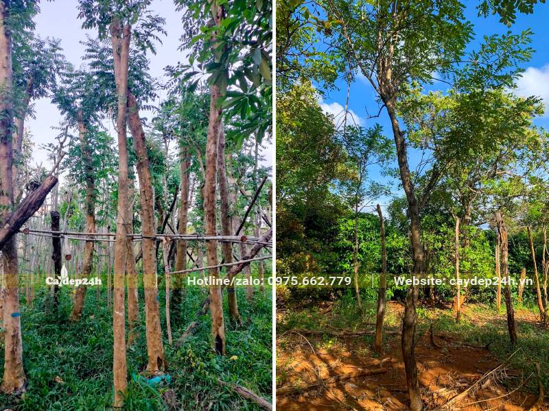 Đỗ Mai công trình đường kính gốc 8 - 10cm có cả cây dâm ủ và cây đánh thẳng