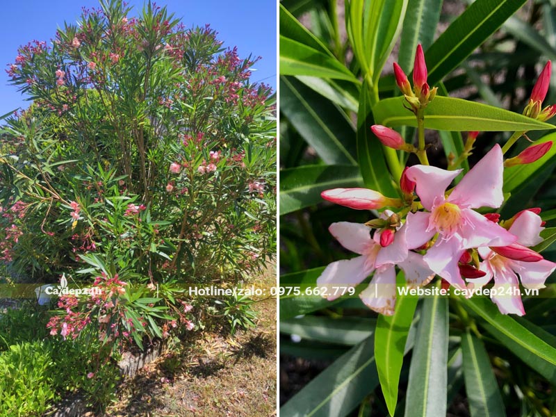 Cây Trúc Đào có hoa đẹp nhưng cây có chứa độc tố nên chỉ yếu được trồng ở đường cao cấp, đường quốc lộ