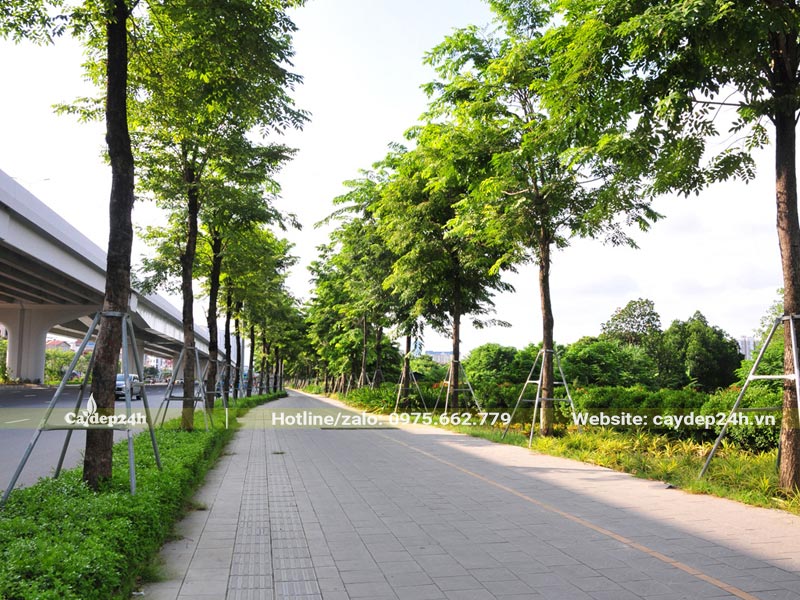 Cây trồng vỉa hè cao hơn 4m, tán rộng 3 - 4m