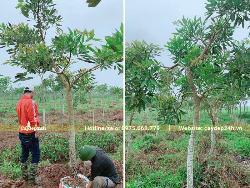 Công nhân đang bứng và bọc bầu cây chuông vàng đường kính gốc 8cm