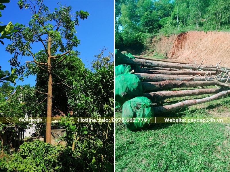 Cắt tỉa tay cành và bứng bầu cây Nhội tía công trình đường kính gốc 15cm