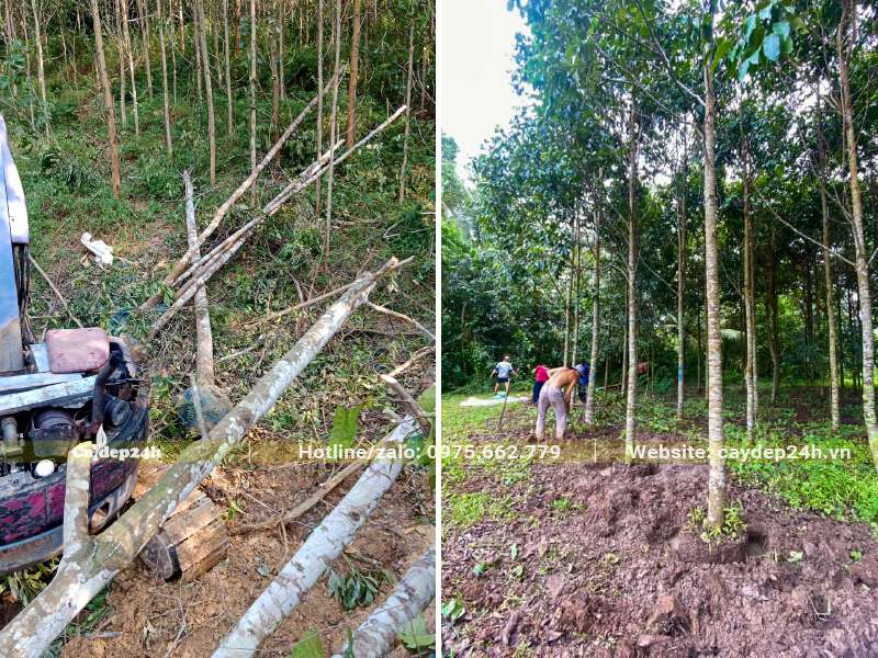 Công nhân đang đào đất bứng cây Sao Đen lâu năm