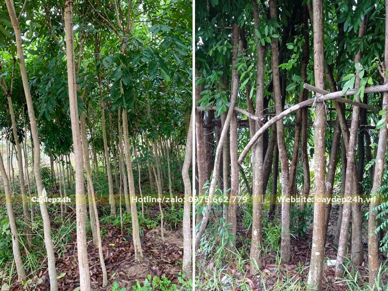 Vườn dâm ủ số lượng lớn cây Xà Cừ đường kính gốc 10cm, thân thẳng đẹp, chiều cao khoảng 4m trở lên