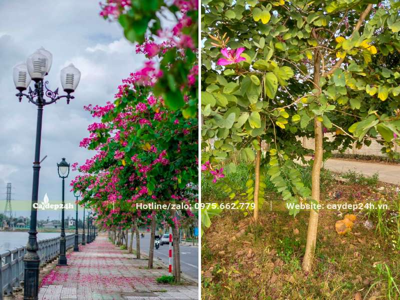 Ban Tím trồng vỉa hè đường phố