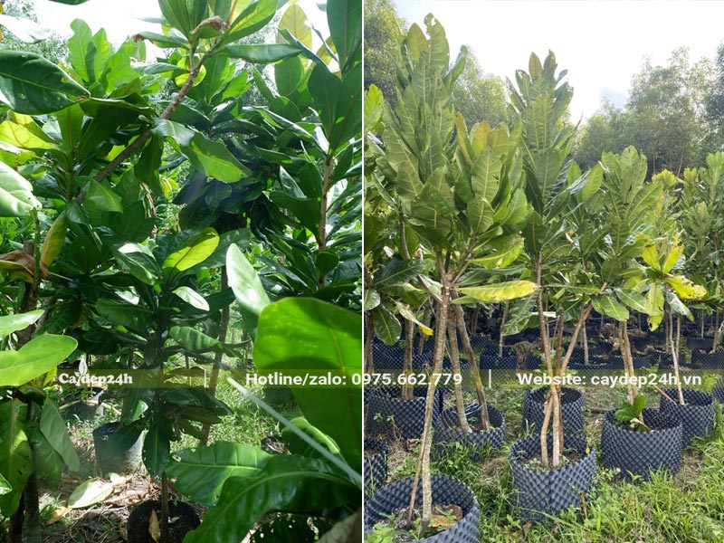 Vườn dưỡng cây Bàng Vuông cao 3m từ nhỏ đã trồng trong bầu