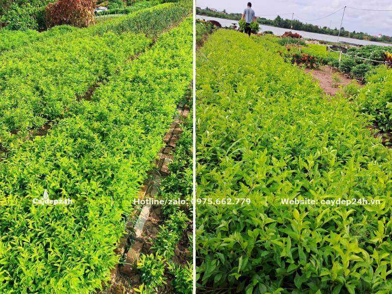 Các luống cây Chuỗi Ngọc công trình chiều cao từ 20 - 25cm