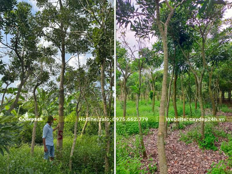 Kiểm tra vườn trồng chuông vàng thân gỗ lâu năm