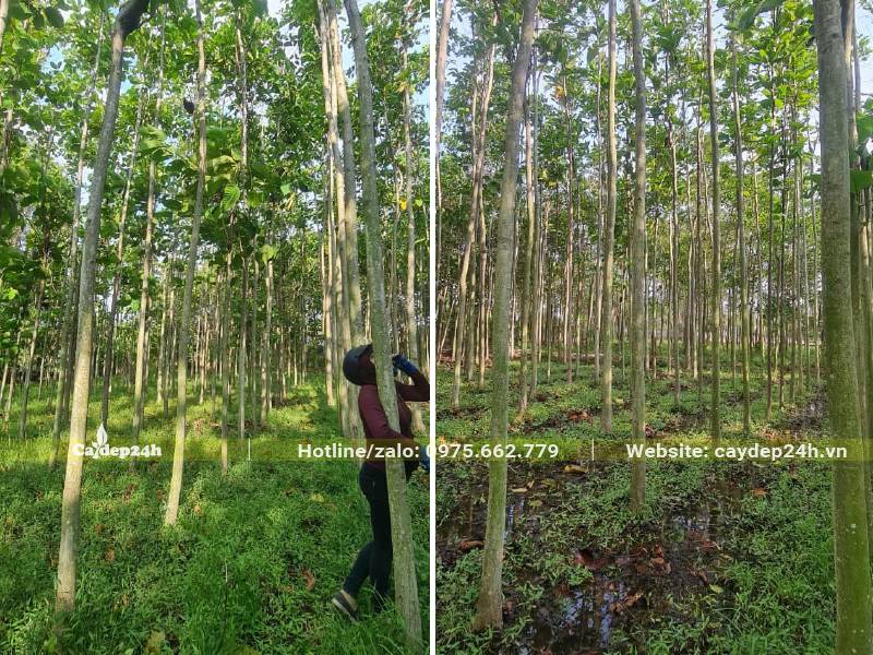Vườn trồng số lượng lớn cây Dầu Rái công trình, cây đánh thẳng, đường kính gốc hơn 10cm