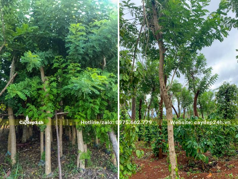 Đỗ Mai đã dâm ủ và chưa dâm ủ đường kính gốc 10 - 15cm