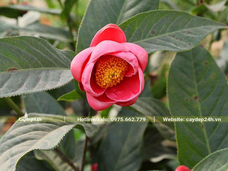 Bông hoa Hải Đường cánh kép đẹp, đường kính bông hoa khoảng 4cm