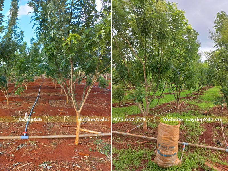 Vườn trồng số lượng lớn cây Hòe Hoa, đường kính gốc khoảng 3 - 5cm