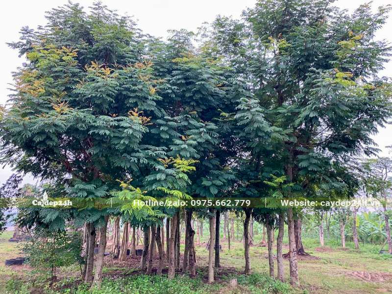 Lim Xẹt dâm ủ lâu năm tán lá đẹp, thân thẳng