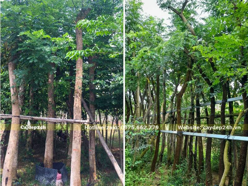 Dâm ủ và chăm sóc vườn cây Me Tây công trình đường kính gốc 8 - 12cm
