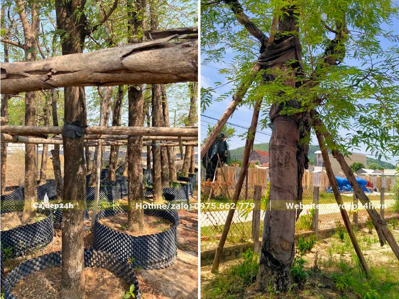Dựng dàn và chống cây Me cổ thụ